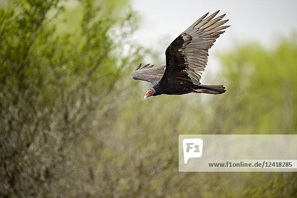 Turkey vulture (Cathartes aura)  Santa Clara Ranch  Starr County  Texas  USA.