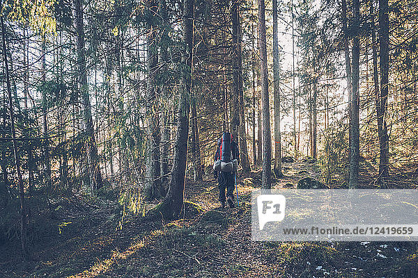 Sweden  Sodermanland  backpacker hiking in remote forest in backlight