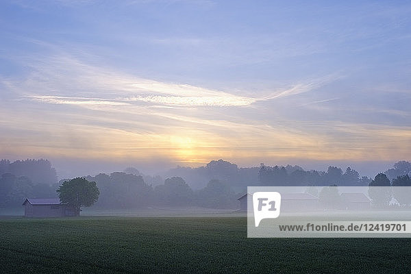 Germany  Bavaria  Swabia  Tuerkheim  morning fog at sunrise  Augsburg Western Woods Nature Park