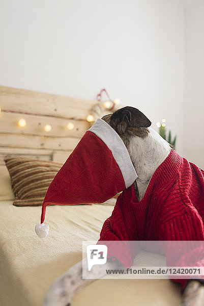Greyhound with Santa hat lying on bed wearing red pullover