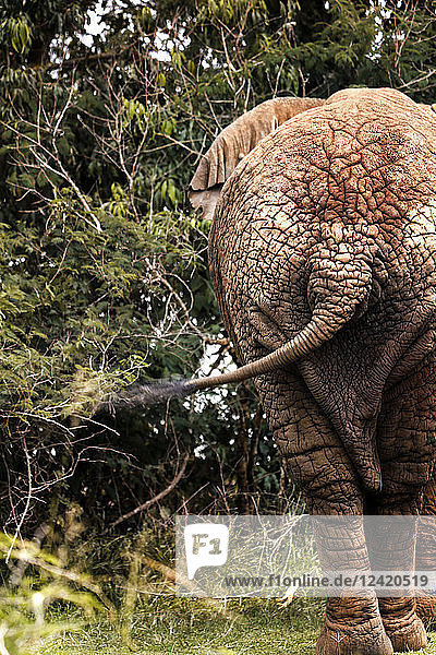 Uganda  African elephant  rear view