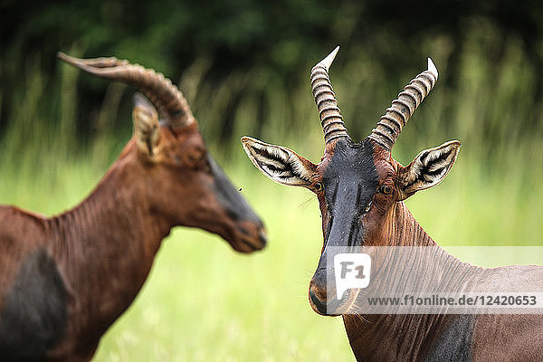 Uganda  Kigezi National Park  Kob antelopes