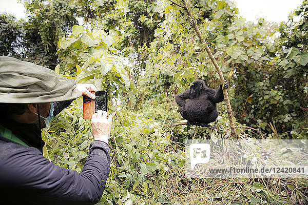 Africa  Democratic Republic of Congo  Person taking pictures of mountain gorillas in jungle