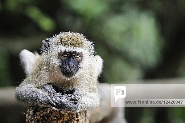 Uganda  Kigezi National Park  Vervet monkey