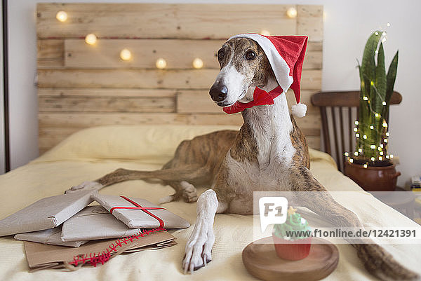 Portrait of Greyhound wearing Santa hat lying on bed with Christmas presents