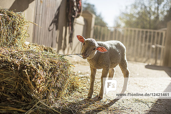 Lamb eating hay on a farm