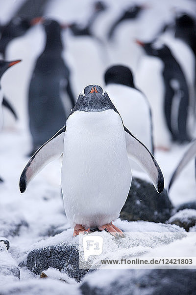 Antarctic  Antarctic Peninsula  Gentoo penguin  Pygoscelis papua
