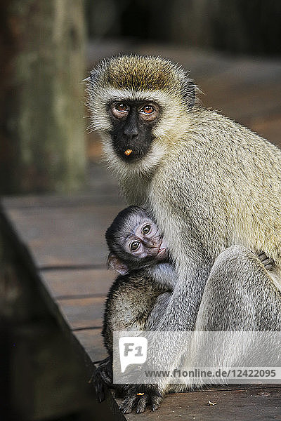 Uganda  Kigezi National Park  Vervet monkey breast feeding baby