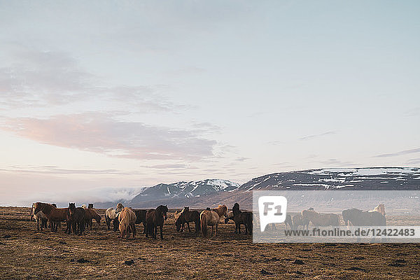 Iceland  North Iceland  Icelandic horses