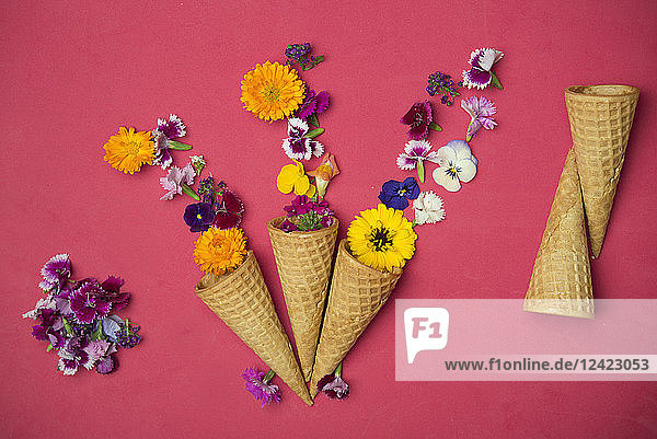 Ice cream cones and edible flowers on red background