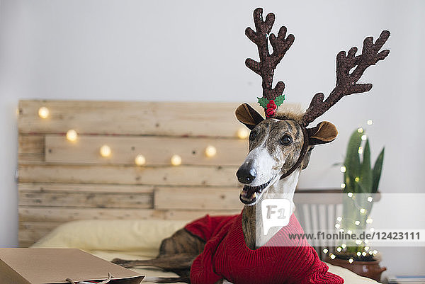 Portrait of Greyhound wearing pullover and deer antler at Christmas time