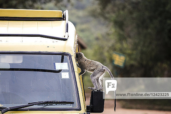 Uganda  Queen Elisabeth National Park  Curious vervet monkey climing on off-road vehicle