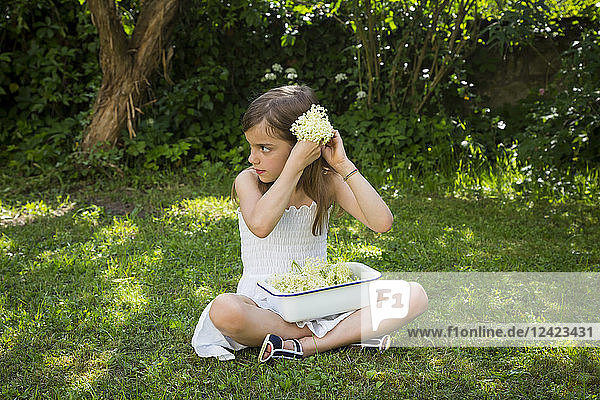 Little girl sitting on meadow in the garden with bowl of picked elderflowers