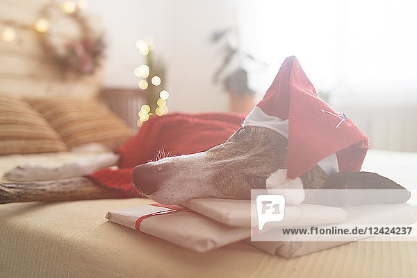 Greyhound wearing red pullover and Santa hat lying on bed with Christmas presents