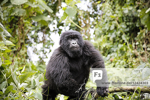 Africa  Democratic Republic of Congo  Mountain gorilla in jungle