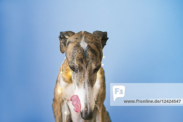Greyhound with fairy lights in front of blue background licking snout
