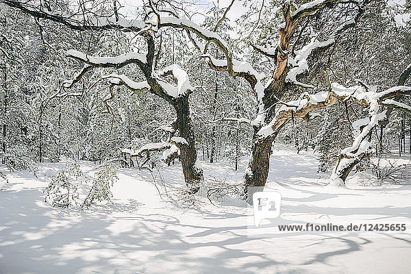 Kahle Bäume im Schnee