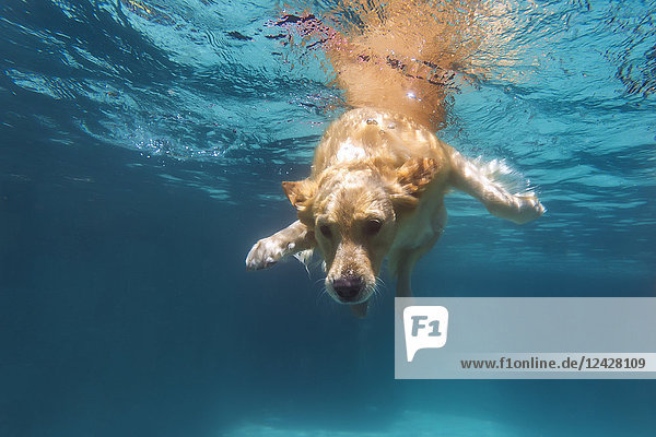 Unterwasseransicht eines Hundes beim Schwimmen im Pool