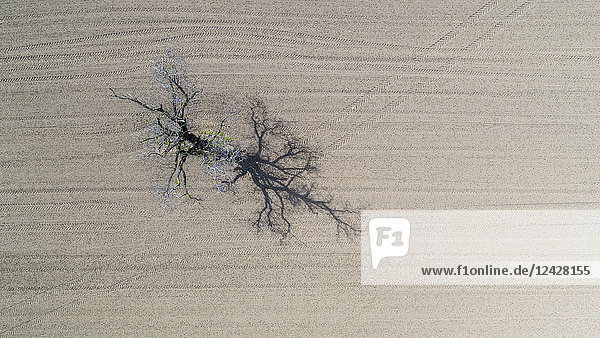 Luftaufnahme eines einzelnen Baumes auf einem Feld  Genolier  Kanton Waadt  Schweiz