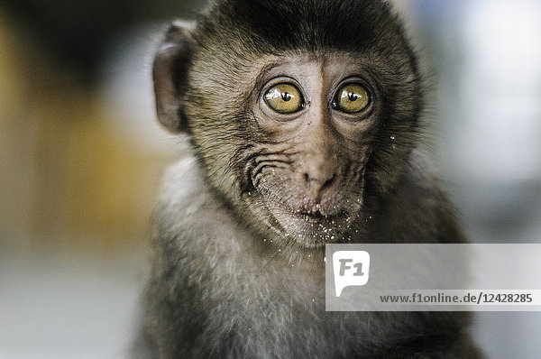 Schönes Naturfoto mit Kopfschuss eines Affen  Affeninsel  Ha Long Bay  Vietnam