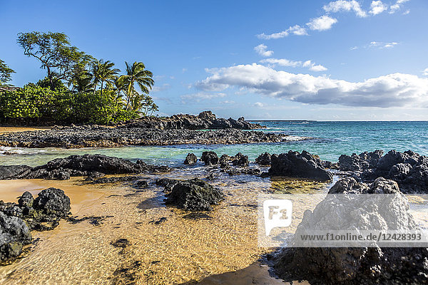 Coast with lava rocks and palm trees  Makena Cove  Maui  Hawaii  USA