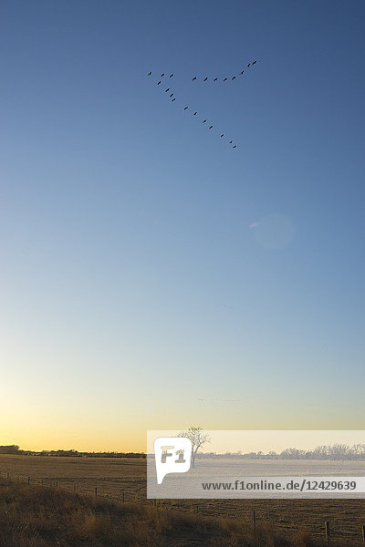 Group of sandhill crane (Antigone canadensis) birds flying in V-formation above field at sunset  Kearney  Nebraska  USA