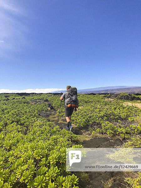 Man with a backpack hikes across old lava flows going from cairn to cairn on a barely visible trail along the famed Puna Coast Trail to Halape Beach. The trail is 11.3 miles of rugged hiking for backpackers with no shade or water in the extreme terrain of Hawaii Volcanoes National Park on the Big Island  Hawaii Islands  USA