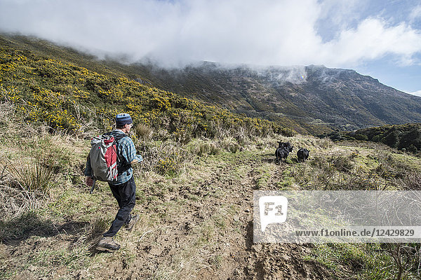 Rückansicht eines einzelnen männlichen Rucksacktouristen beim Wandern auf dem Mount Herbert Trail kurz vor Christchurch  Canterbury  Neuseeland