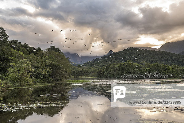 Beautiful sunset over landscape with snowy egrets (Egretta thula) flying over lake  Atlantic Rainforest ecological reserve in the countryside of Rio de Janeiro near Guapiacu  Brazil