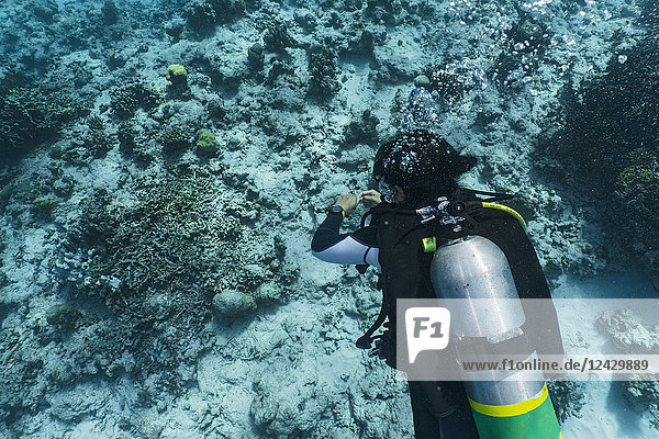 Rear view waist up shot of scuba diver swimming in Tubbataha Reef  Cagayancillo  Philippines