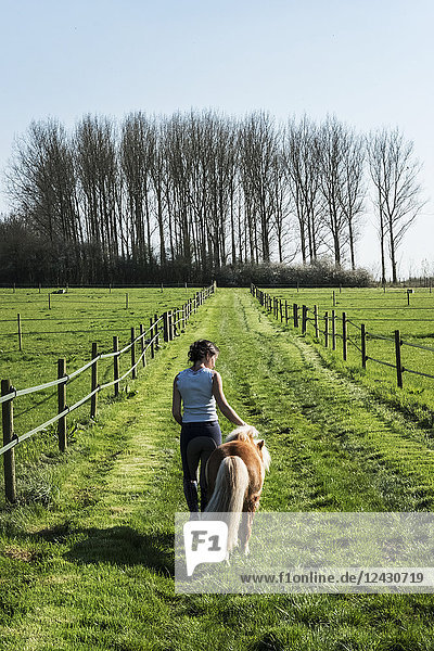 Rear view of woman leading a small brown Shetland brown pony down a paddock along a fence.