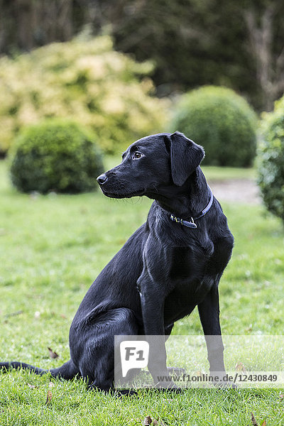 Junger schwarzer Hund  der auf einer Rasenfläche in einem Garten sitzt.
