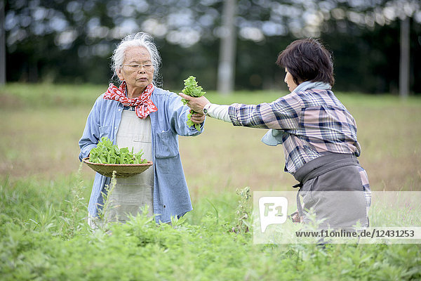 Ältere Frau mit grauen Haaren und Frau mit kariertem Hemd steht in einem Garten und pflückt frisches Gemüse.