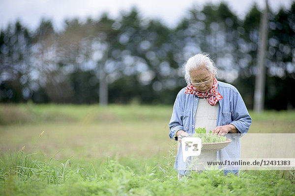 Ältere Frau mit grauen Haaren steht in einem Garten  hält einen Korb mit frischem Gemüse und schaut nach unten.
