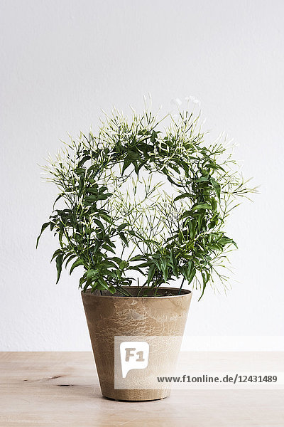 Nahaufnahme einer Pflanze mit zarten weißen Blüten in einem Terrakotta-Blumentopf auf einem Holzregal.