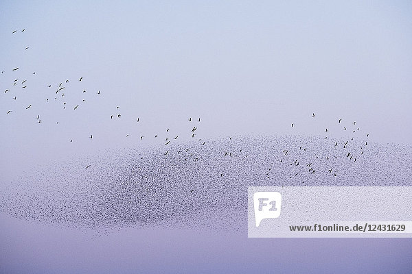Spektakuläres Gemurmel der Stare  eine herabstürzende Masse von Tausenden von Vögeln am Himmel.