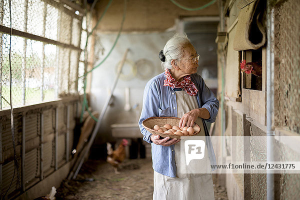 Elderly woman with grey hair standing in a chicken house  holding basket  collecting fresh eggs.