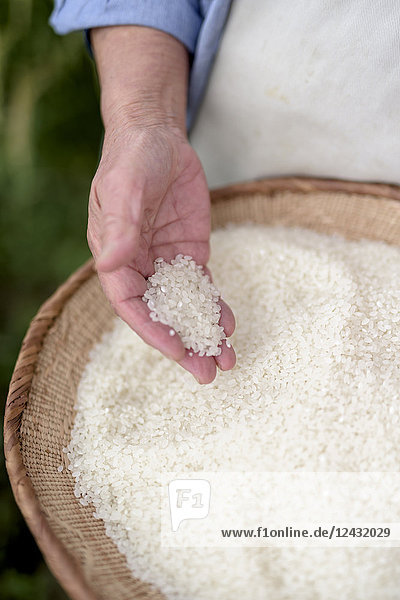 Hochwinkel-Nahaufnahme einer Schale mit frisch geernteten Reiskörnern in der Hand eines Menschen.