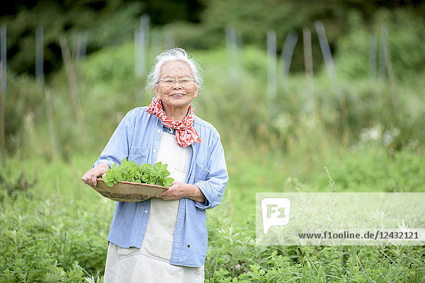 Elderly woman with grey hair standing in a garden  holding basket with fresh vegetables  smiling at camera.
