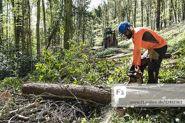 Mann mit leuchtend orangefarbener Spitze rodet einen Teil des Waldes. Fällt Baumstamm mit Kettensäge.