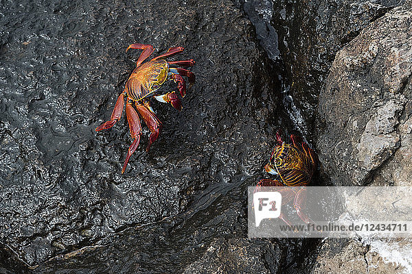 Sally-Lightfoot-Krabbe (Grapsus grapsus)  South Plaza Island  Galapagos-Inseln  UNESCO-Weltnaturerbe  Ecuador  Südamerika