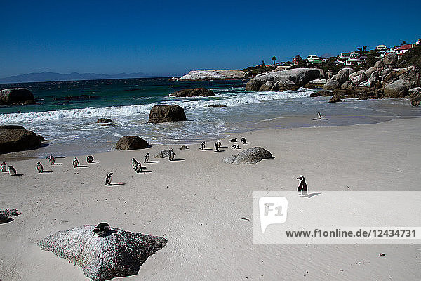 Die afrikanische Pinguinkolonie am Boulder's Beach  Kapstadt  Südafrika  Afrika