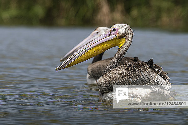 Great white pelican (Pelecanus onocrotalus)  Tsavo  Kenya  East Africa  Africa
