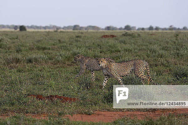Two cheetahs (Acinonyx jubatus)  walking in the savannah  Tsavo  Kenya  East Africa  Africa