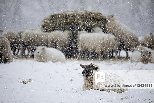 White sheep covered in snow lying down in snow and sheep eating hay  Burwash  East Sussex  England  United Kingdom  Europe