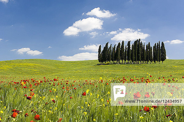 Zypressen und Mohnblumen auf grünem Feld mit blauem Wolkenhimmel in der Nähe von San Quirico d'Orcia  Val d'Orcia  UNESCO-Weltkulturerbe  Toskana  Italien  Europa