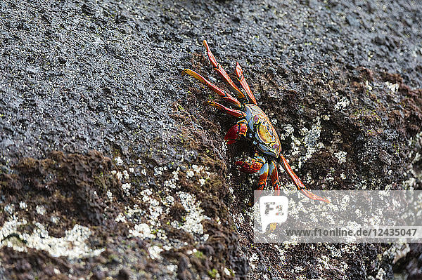Sally-Lightfoot-Krabbe (Grapsus grapsus)  Floreana-Insel  Galapagos-Inseln  UNESCO-Weltkulturerbe  Ecuador  Südamerika