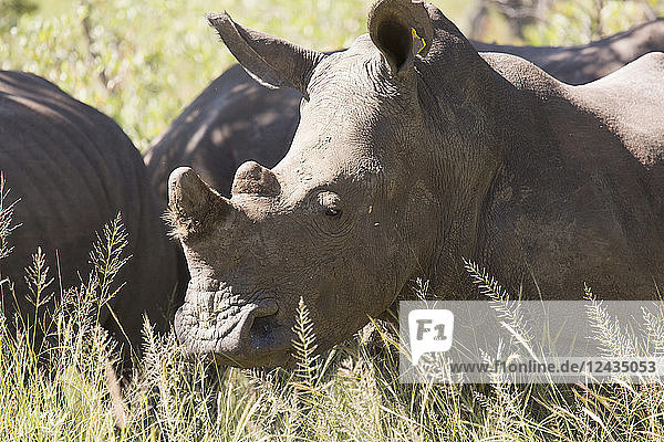 A group of white rhinos (Ceratotherium simum) (square-lipped rhinoceros) Matobo National Park Zimbabwe Africa