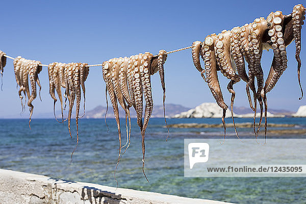 Trocknender Oktopus  Mandrakia  Milos  Kykladen  Ägäisches Meer  Griechische Inseln  Griechenland  Europa