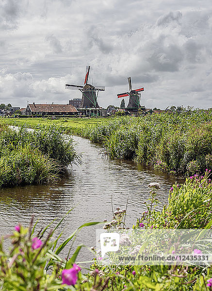 Windmühlen in Zaanse Schans  Zaandam  Nordholland  Niederlande  Europa